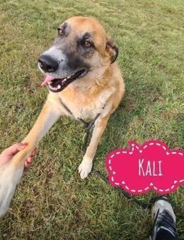 Kali möchte geliebt werden - Flörsheim-Dalsheim