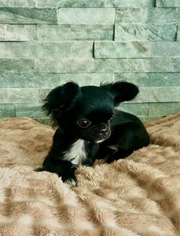 Chihuahua mit Ahnentafel - Petershagen (Eggersdorf)