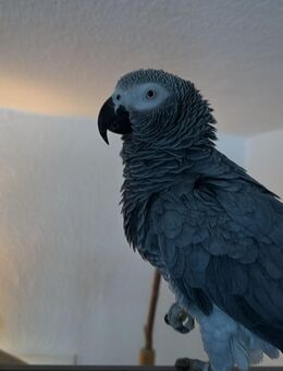 Paulchen sucht ein neues liebevolles zuhause - Haunsheim