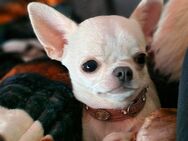 Reinrassige Chihuahua junghündin in der Farbe Creme - Mölln (Schleswig-Holstein)