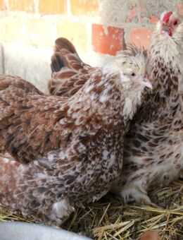 Hahn Elvis und seine 2 Damen suchen eine neue Bleibe - Templin