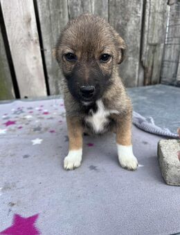 Lily sucht ein für immer Zuhause - Leipzig