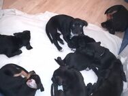 American Bully xl mix Welpen für zu verkaufen - Eckernförde