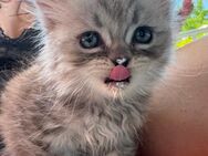 Süße Katzen zum verkaufen - Kirchheim (Teck)