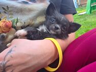 1 Chihuahua Welpe auszugsbereit mit Ahnentafel - Lippstadt