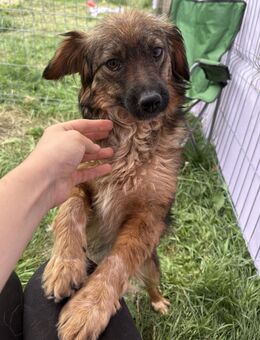 Enya - freundlich und aufmerksam - Westerholt