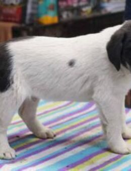 Aiko ❤️ Schutzgebühr 500 Euro - Burgsinn