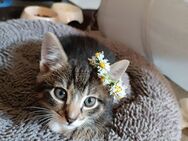 1 kleiner Kater zu verkaufen (Schwarzfuß Mischling) - Düsseldorf