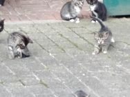 Katzenbabys - Nettetal