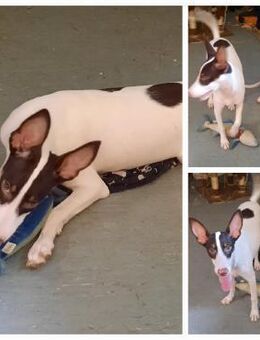 Tina - Lorsch (Karolingerstadt)