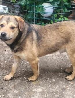 ARTUS - aufgeschlossen & zutraulich - Velbert