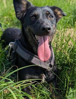 Julius soll nicht in Rumänien aufwachsen - Blankenheim (Nordrhein-Westfalen)