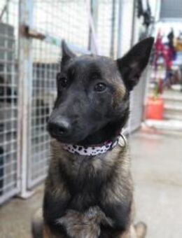 Jersey - Neubrunn (Bayern)