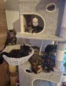 Reinrassige Main Coon Kitten suchen neues Zuhause in 09120