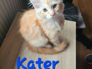 Zuckersüßer Maine Coon Kitten dürfen ausziehen - Rüsselsheim