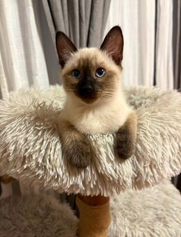 Siam Kitten - Koblenz