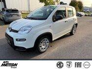 Fiat Panda, City Paket hinten, Jahr 2024 - Bünde