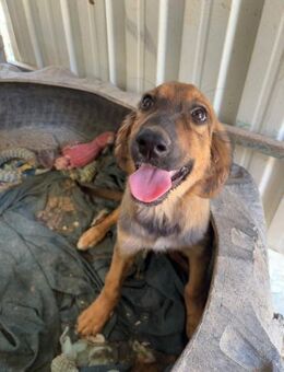 Elani sucht ihre Familie - Beckingen