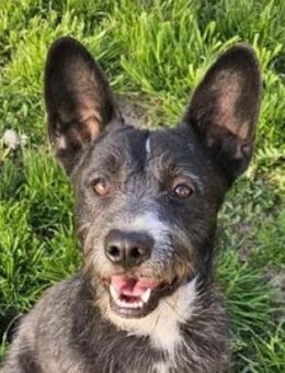 CHUBY wurde einfach abgeschoben - Gefrees