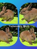 tolle junge Zwergkaninchen abzugeben in 45886