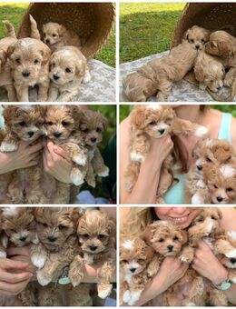Maltipoo Welpen suchen Für-immer-Zuhause - Köln Zentrum