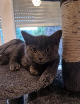 2 BKH KITTEN suchen ein liebesvolles neues Zuhause - Bad Ems