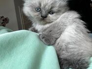 Perser Kitten mit Nase - Hilden