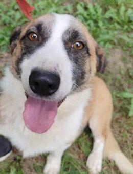 ❤️ Traumschatz Finley sucht Körbchen ❤️ - Overath