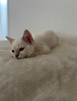 BHK Kitten - Buchholz (Nordheide) Zentrum