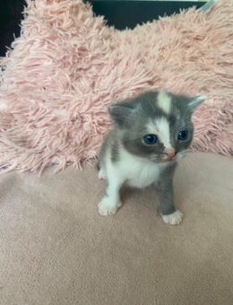 Babykatzen - Hamburg Bergedorf