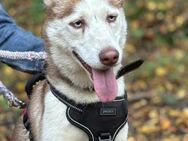 GINA, Siberian Husky Mix, geb. 10/2023 - Heidenrod