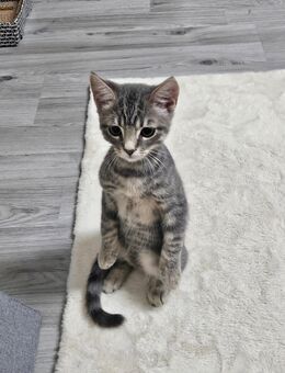 BKH mix Kater - Remscheid Zentrum