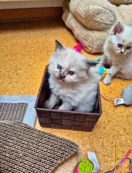 Sibirische Waldkatzenmix - Remseck (Neckar)