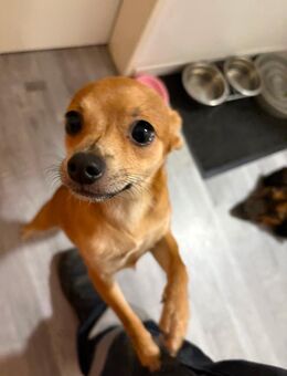 Der kleine Milo sucht ein neues Zuhause - Düsseldorf