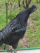 Ayam Cemani Hahn in 66280