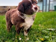 TOY Australian Shepherd Welpe, Hündin in beste Hände - Goslar Lochtum