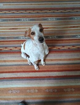 Tutú - souverän und lernwillig - Heppenheim (Bergstraße)