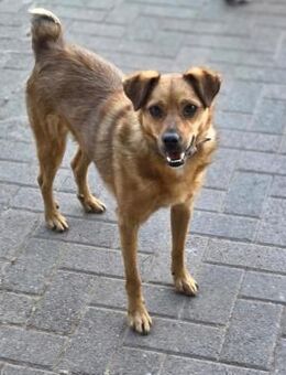 Robby, schüchterner Charmeur sucht seine - Lich