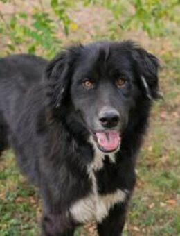 Stoffel sucht eine liebevolle Familie - Laufen