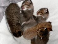 Bkh-Mix Kitten zu verkaufen - Schwäbisch Gmünd Zentrum