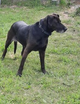 Dolly sucht ein liebevolles Zuhause - Nordwalde