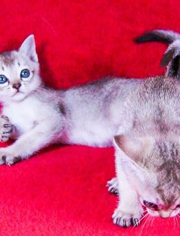 Singapura Kitten – Top-Stammbaum & sehr  zärtlich - Bochum Altenbochum