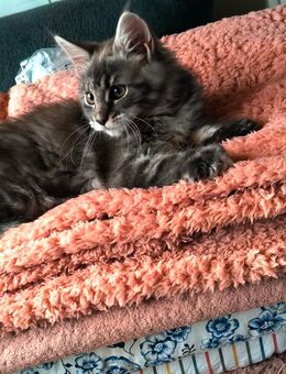 Reinrassige Maine coon kitten - Hohenroda