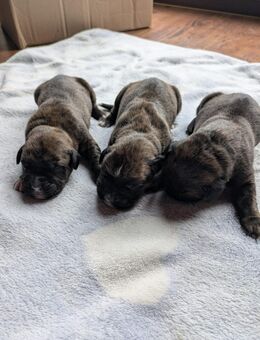 Boxerwelpen - Neuenkirchen (bei Greifswald)