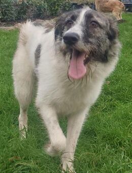 TALIDA - schüchterne Schönheit - Weiterstadt