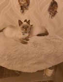 Süße BKH Katzen Babys in 38381
