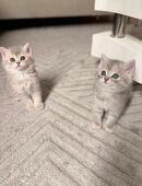 Liebevolle bkh kitten, geimpfte Britisch Kurzhaar Kitten suchen ein Zuhause in 52070