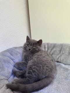 3 Kleine Kitten suchen ein warmes Haus mit einer tollen Familie