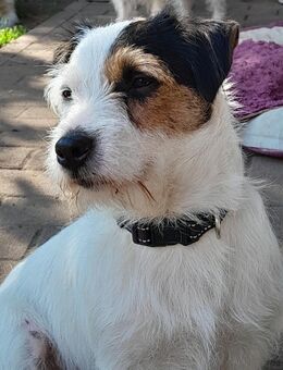 Wunderschöner, charaktervoller Rauhaar Jack Russell Rüde mit Papieren steht zum Decken bereit! - Sinntal
