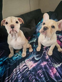 2 Französisch Bulldoggen Welpen Weibchen - Krefeld